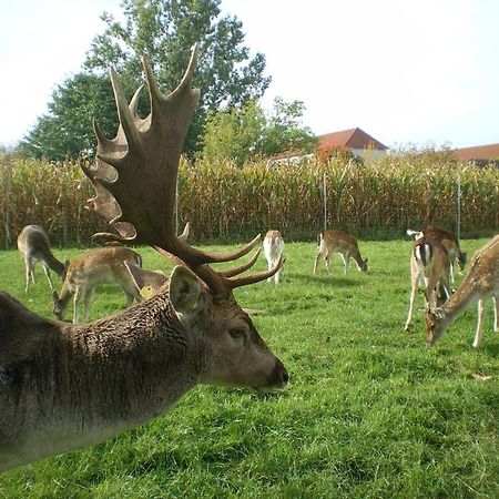 Hotel-Pension Maerkischheide Vetschau Bagian luar foto